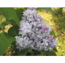 Orgován obyčajný FloraSelf Syringa vulgaris „Katherine Havemeyer“ 40-60 cm kvetináč 3 l