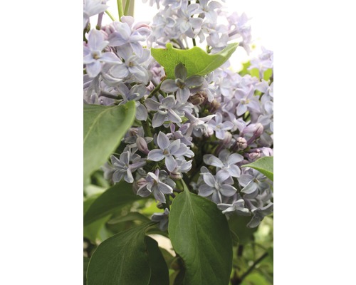 Orgován obyčajný FloraSelf Syringa vulgaris „Président Grévy“ 40-60 cm kvetináč 3 l Detail kvitnúceho orgovánu so zelenými listami