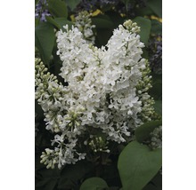 Detail bielych kvetov orgovánu so zelenými listami