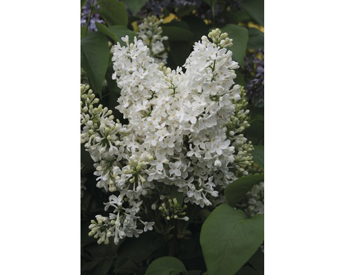 Orgován obyčajný FloraSelf Syringa vulgaris „Mme Florent Stepman“ 40-60 cm kvetináč 3 l