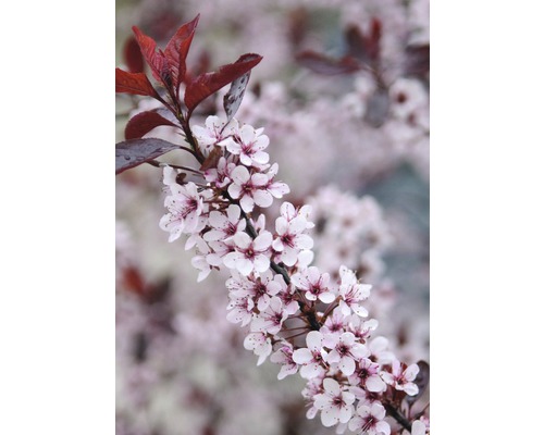 Okrasná slivka myrobalán zakrpatená FloraSelf Prunus cistena polokmeň 40 cm výška 60-100 cm kvetináč 6 l