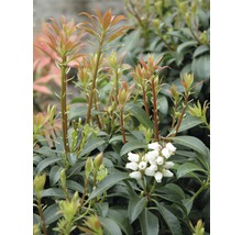 Stálezelený pieris s listami a kvetmi