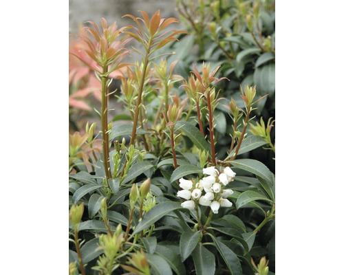 Pieris japonský FloraSelf Pieris japonica "Bonfire" výška 40-50 cm kvetináč 6 l Stálezelený pieris s listami a kvetmi