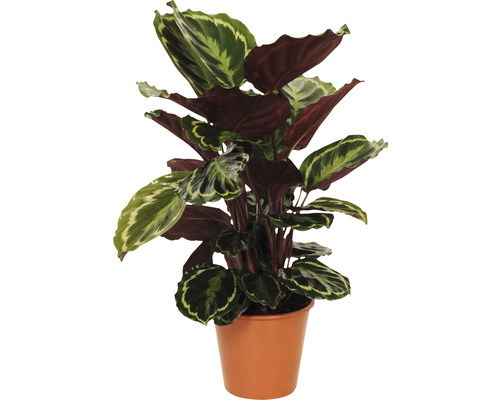 Kalátea FloraSelf Calathea 'Medallion' výška 40-60 cm kvetináč Ø 19 cm