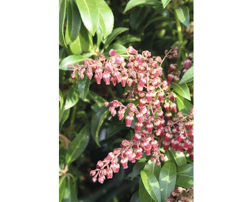 Pieris japonský FloraSelf Pieris japonica "Passion"® výška 40-50 cm kvetináč 6 l