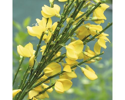 Prútnatec metlovitý FloraSelf Cytisus praecox 'Allgold' výška 80-100 cm kvetináč 15 l