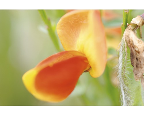 Prútnatec metlovitý oranžovožltý FloraSelf Cytisus scoparius 'Lena' výška 100-125 cm kvetináč 15 l