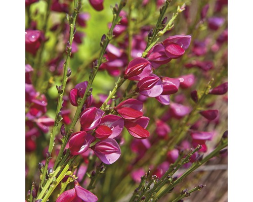 Prútnatec metlovitý karmínový FloraSelf Cytisus scoparius 'Boskoop Ruby' výška 100-125 cm kvetináč 15 l