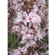 Slivka trpasličia myrobalán FloraSelf Prunus cerasifera 'Nigra' polokmeň 125 cm 150-175 cm kvetináč 18 l