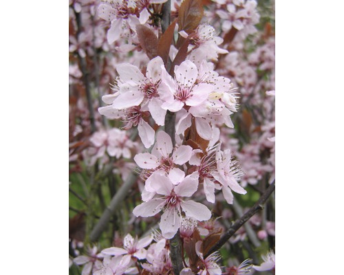 Slivka trpasličia myrobalán FloraSelf Prunus cerasifera 'Nigra' polokmeň 125 cm 150-175 cm kvetináč 18 l