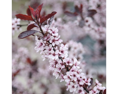 Slivka trpasličia myrobalán FloraSelf Prunus cistena polokmeň 125 cm 150-175 cm kvetináč 18 l