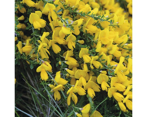 Prútnatec metlovitý žltý kmienok 80 cm FloraSelf Cytisus scoparius 'Golden Sunlight' celková výška 100-110 cm kvetináč 18 l