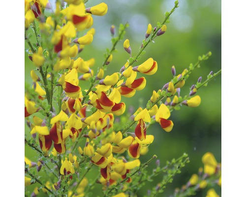 Prútnatec metlovitý žltočervený kmienok 80 cm FloraSelf Cytisus scoparius 'Andreas Splendens' celková výška 100-125 cm kvetináč 18 l