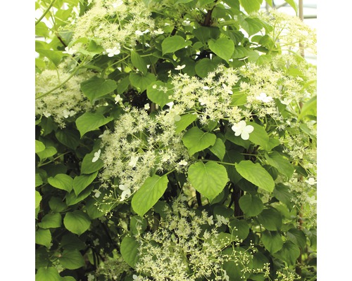 Hortenzia stopkatá na špalieri FloraSelf Hydrangea petiolaris výška cca 80 cm kvetináč 6 l