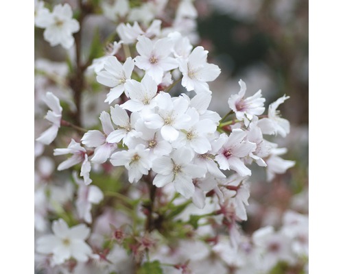 Čerešňa kurilská FloraSelf Prunus kurilensis 'Brillant' polokmeň 125 cm výška 150-175 cm kvetináč 18 l