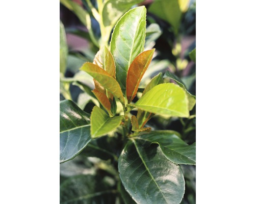 Vavrínovec lekársky FloraSelf Prunus laurocerasus 'Etna' výška 30-40 cm kvetináč 2,8 l