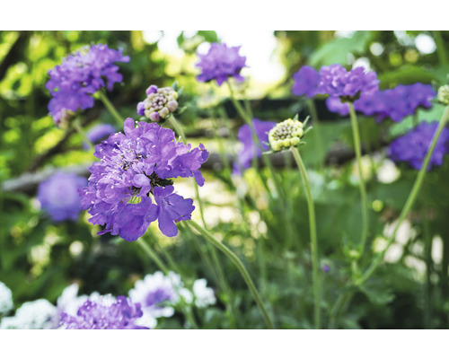 Hlaváč fialový FloraSelf Scabiosa columbaria 'Butterfly Blue' 5-50 cm kvetináč 0,5 l Detailný záber kvetov Scabiosa v záhrade
