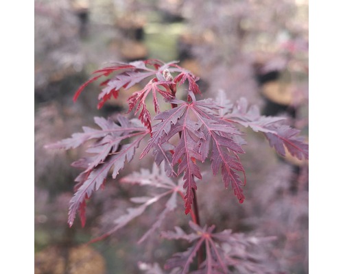 Javor dlanitolistý FloraSelf Acer palmatum 'Firecracker' výška 40-50 cm kvetináč 4,5 l