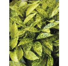 Aukuba japonská FloraSelf Aucuba japonica 'Crotonifolia' výška 40-50 cm kvetináč 4,5 l