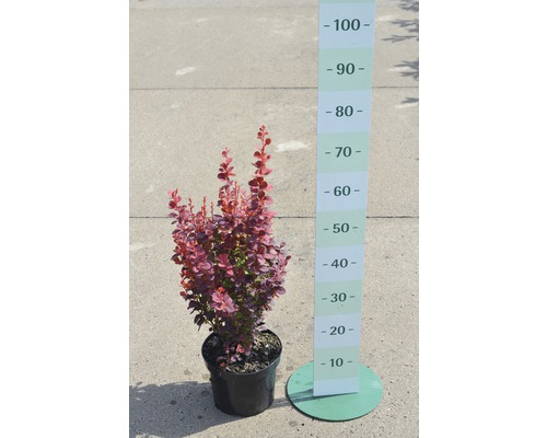 Dráč v kvetináči s uvedením veľkosti