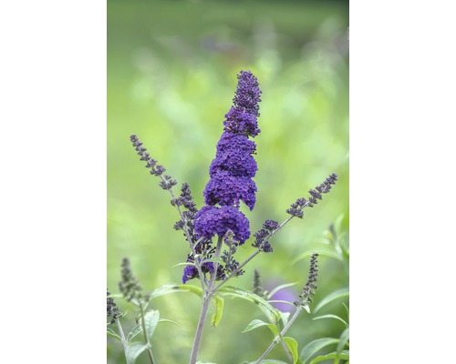 Motýlí ker, budleja Dávidova FloraSelf Buddleja davidii 'Black Knight' výška 60-80 cm kvetináč 4,5 l