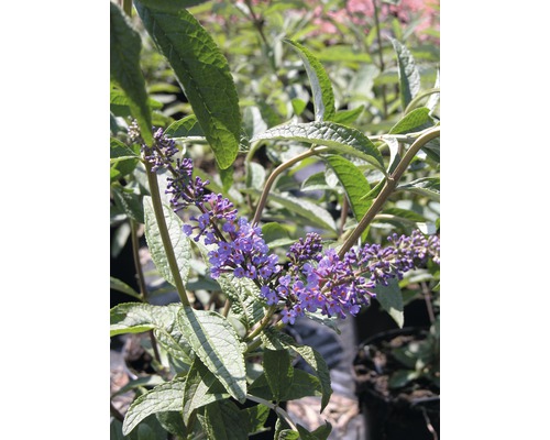 Budleja Dávidova ´motýlí ker´ FloraSelf Buddleja davidii 'Empire Blue' výška 60-80 cm kvetináč 4,5 l