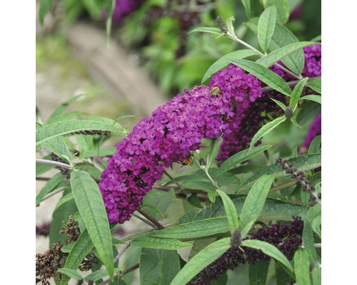 Motýlí ker, budleja Dávidova FloraSelf Buddleja davidii 'Royal Red' výška 60-80 cm kvetináč 4,5 l