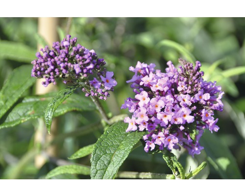 Motýlí ker, budleja Dávidova FloraSelf Buddleja davidii 'Pink Delight' výška 60-80 cm kvetináč 4,5 l