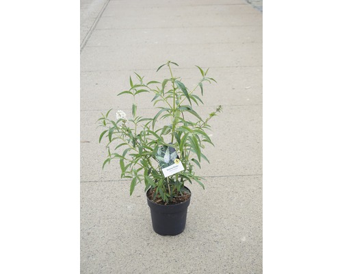 Motýlí ker, budleja Dávidova FloraSelf Buddleja davidii 'White Profusion' výška 60-80 cm kvetináč 4,5 l