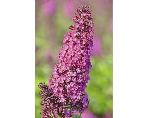 Motýlí ker, budleja Dávidova FloraSelf Buddleja davidii 'Funky Fuchsia' výška 60-80 cm kvetináč 4,5 l