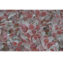 Škumpa vlasatá FloraSelf Cotinus coggygria 'Lilla' 40-50 cm kvetináč 4,5 l