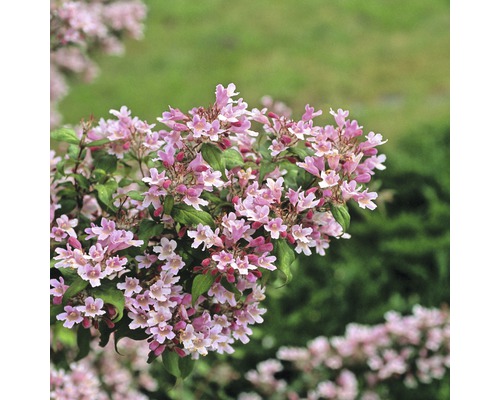 Kolkvícia ľúbezná FloraSelf Kolkwitzia amabilis 'Pink Cloud' výška 50-60 cm kvetináč 4,5 l