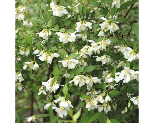 Jazmín záhradný, jazmín vonný, pajazmín vencový FloraSelf Philadelphus 'Lemoinei' výška 60-80 cm kvetináč 4,5 l