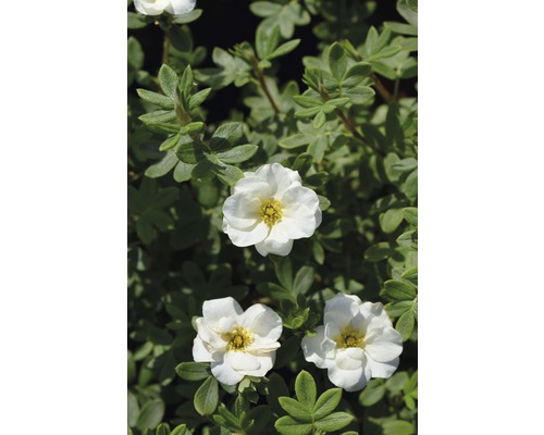 Mochnovec krovitý FloraSelf Potentilla fruticosa 'Creme Brulee' výška 30-40 cm kvetináč 4,5 l