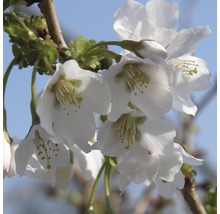 Čerešňa okrasná FloraSelf Prunus incisa "Kojou-no-mai" 30-40 cm kvetináč 4,5 l