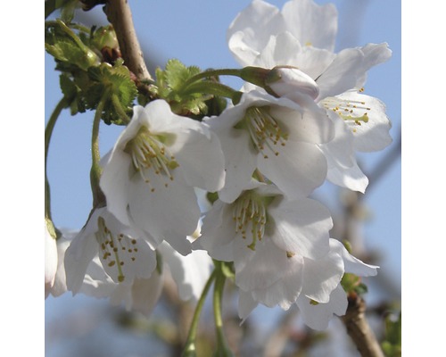Čerešňa okrasná FloraSelf Prunus incisa "Kojou-no-mai" 30-40 cm kvetináč 4,5 l