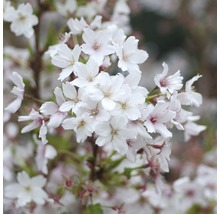 Detailný záber čerešňových kvetov