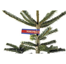 Kaukazská jedľa s etiketou