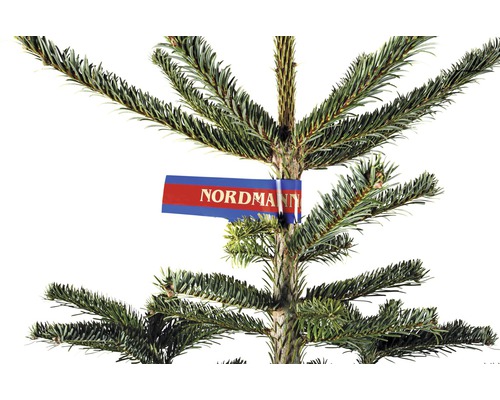 Kaukazská jedľa s etiketou