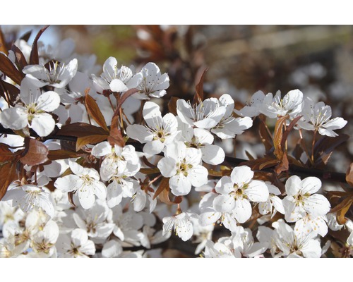 Čerešňa okrasná FloraSelf Prunus cerasifera 'Crimson Pointe' výška 60-80 cm kvetináč 6 l Kvitnúca vetva okrasného stromu s bielymi kvetmi