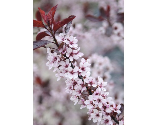 Slivka trpasličia myrobalán FloraSelf Prunus cistena 60-80 cm kvetináč 6 l
