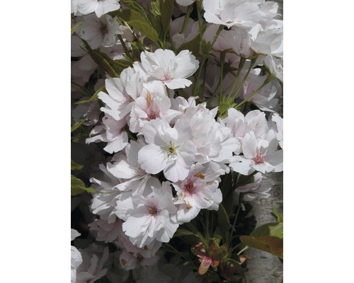 Sakura ozdobná FloraSelf Prunus serrulata 'Amanogawa' výška 60-100 cm kvetináč 6 l