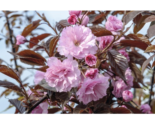 Sakura ozdobná FloraSelf Prunus serrulata 'Royal Burgundy' výška 80-100 cm kvetináč 6 l