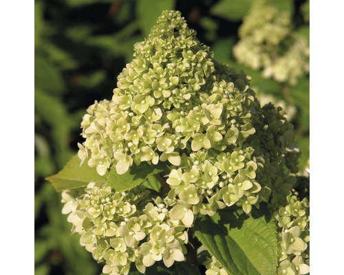 Hortenzia metlinatá FloraSelf Hydrangea paniculata 'Kilimanjaro' výška 50-60 cm kvetináč 6 l