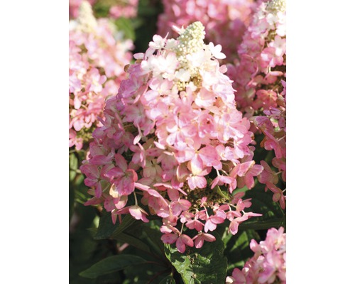 Hortenzia metlinatá FloraSelf Hydrangea paniculata 'Magical Vesuvio' výška 50-60 cm kvetináč 6 l