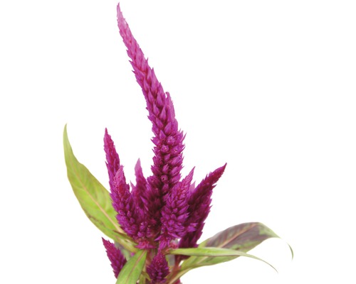 Snímka rastliny Celosia
