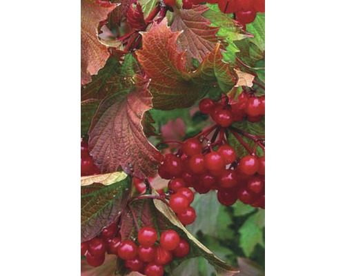 Kalina klikvová FloraSelf Viburnum trilobum 'Bailey Compact'® výška 40-50 cm kvetináč 6 l
