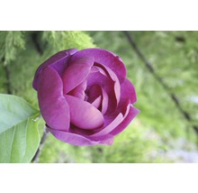 Detail fialového kvetu magnólie