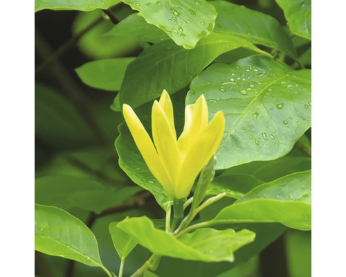 Magnólia FloraSelf Magnolia 'Daphne' výška 100-125 cm kvetináč 10 l