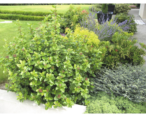 Kalina modroplodá guľa FloraSelf Viburnum tinus 'Lisarose' 30-40 cm kvetináč 6 l Záhrada s rôznymi rastlinami a kríkmi
